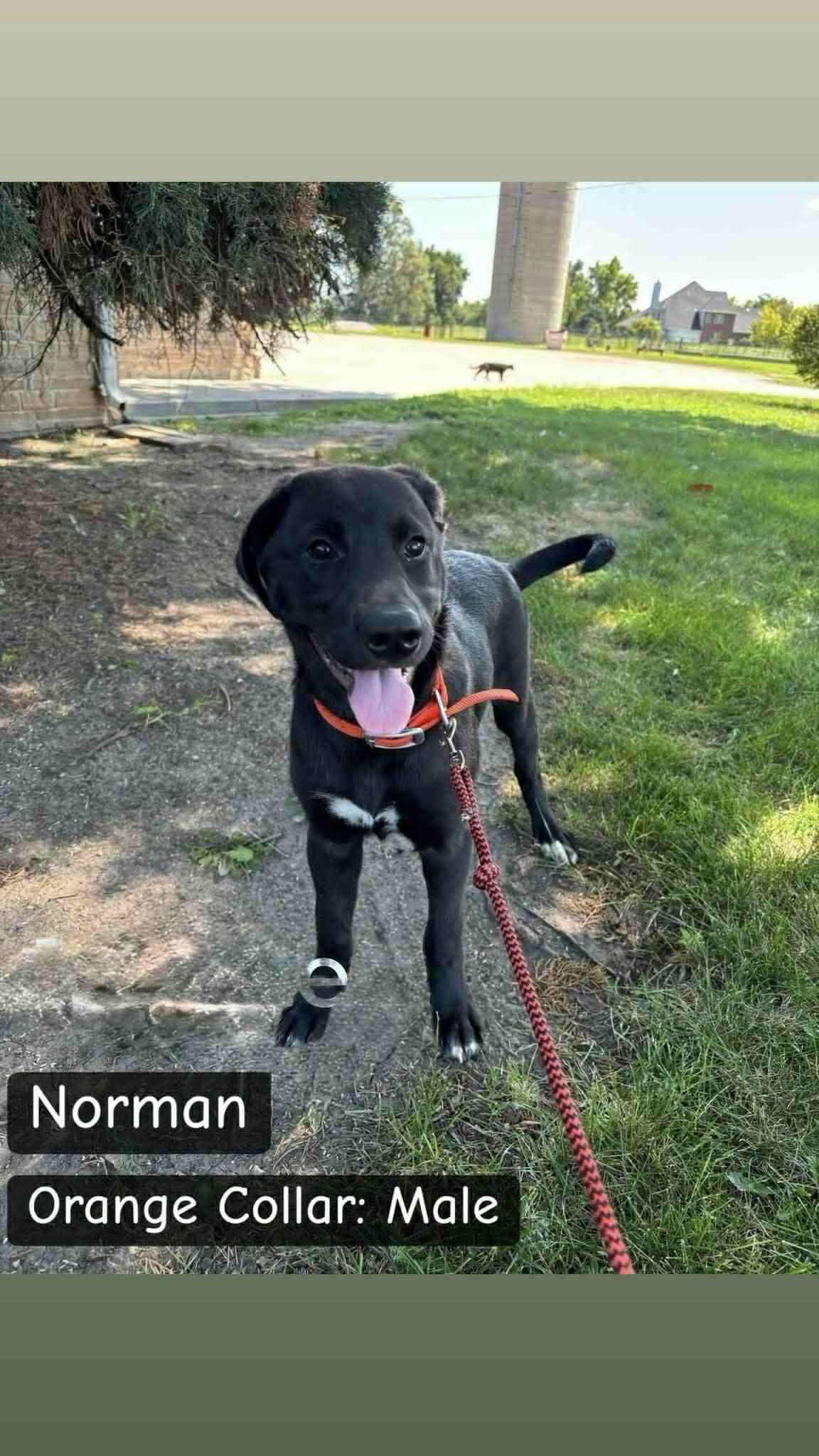 Norman, Adoptable, Young Female Labrador Retriever.