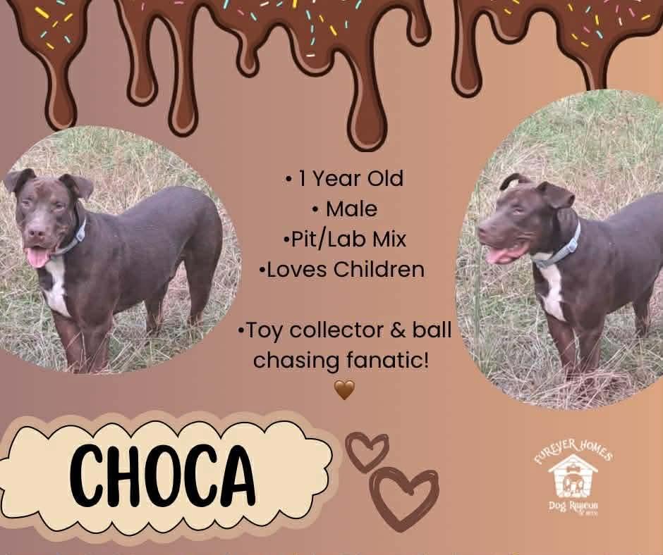 Choca, Adoptable, Puppy Male Pit Bull Terrier & Labrador Retriever.
