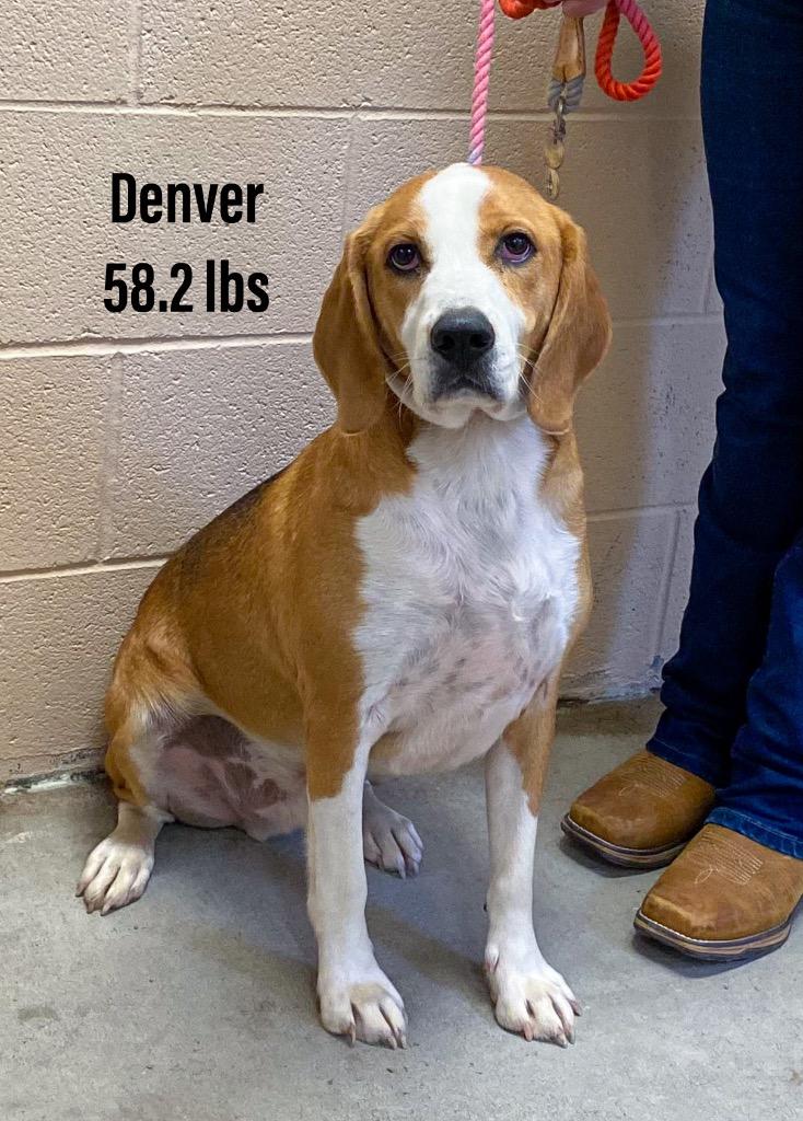 Denver, Adoptable, Adult Male Beagle.