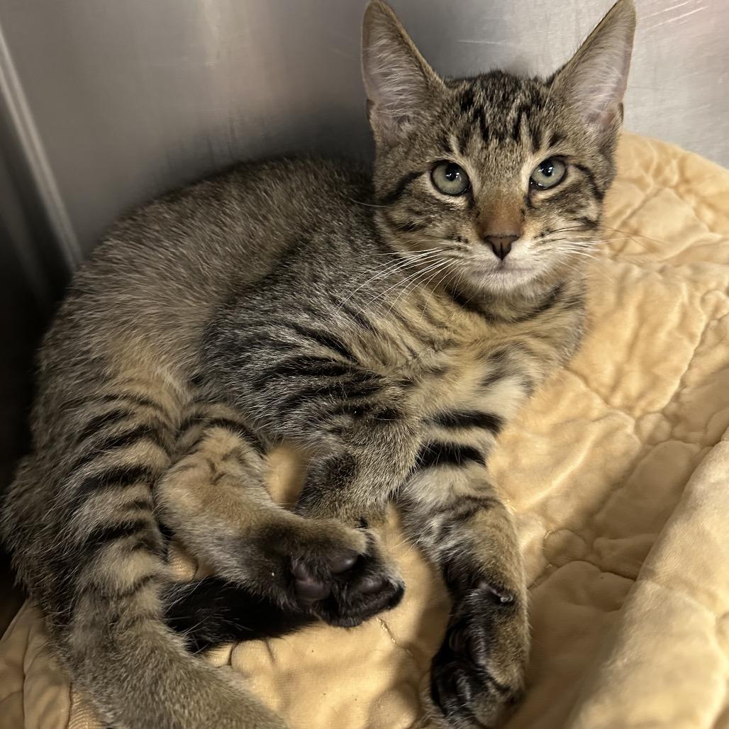 Rocky, Adoptable, Kitten Male Domestic Short Hair.
