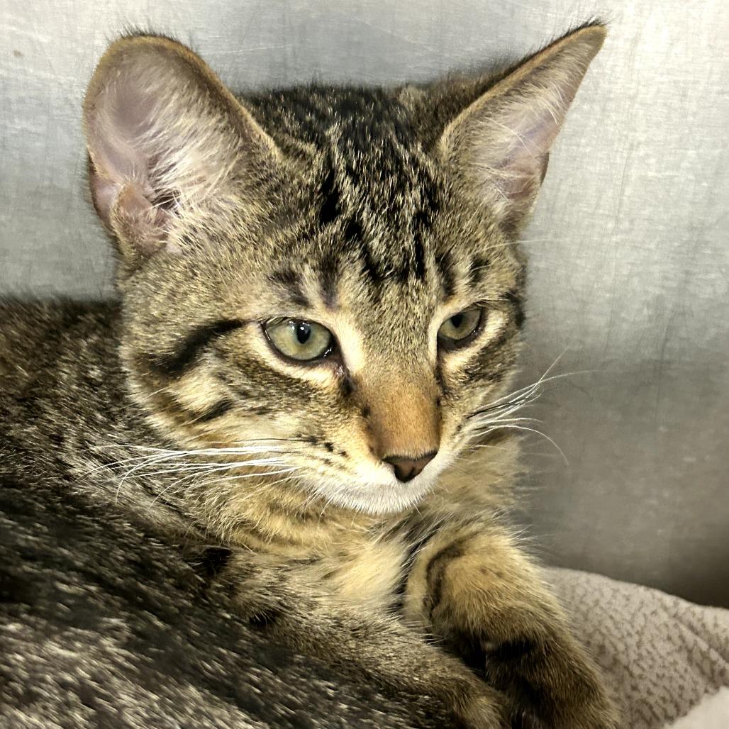 Enlarge Rocky, a Adoptable Domestic Short Hair in West Palm Beach, FL image 2/5