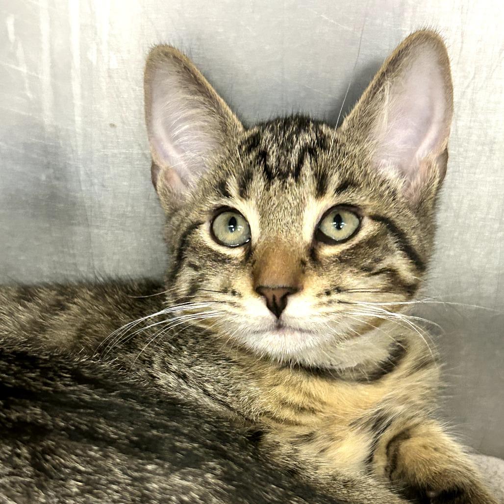 Enlarge Rocky, a Adoptable Domestic Short Hair in West Palm Beach, FL image 3/5