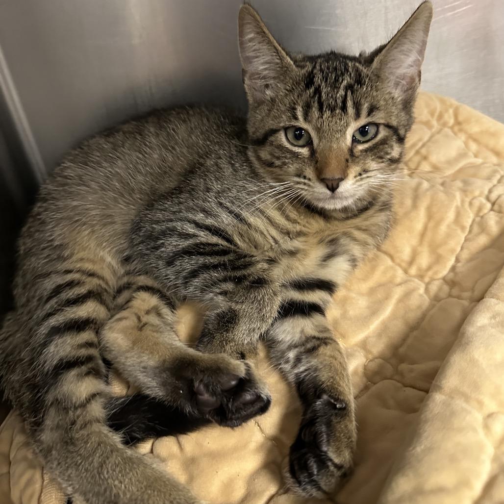 Enlarge Rocky, a Adoptable Domestic Short Hair in West Palm Beach, FL image 4/5