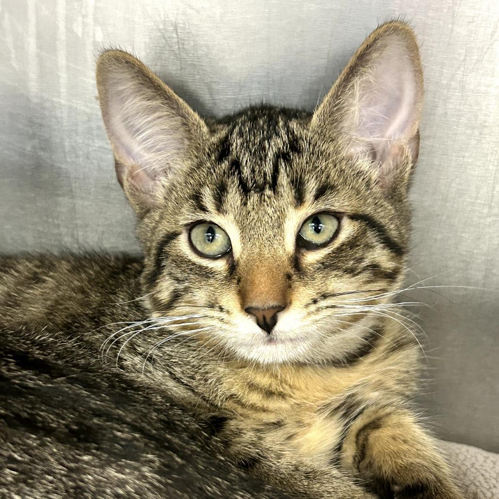 Enlarge Rocky, a Adoptable Domestic Short Hair in West Palm Beach, FL image 5/5
