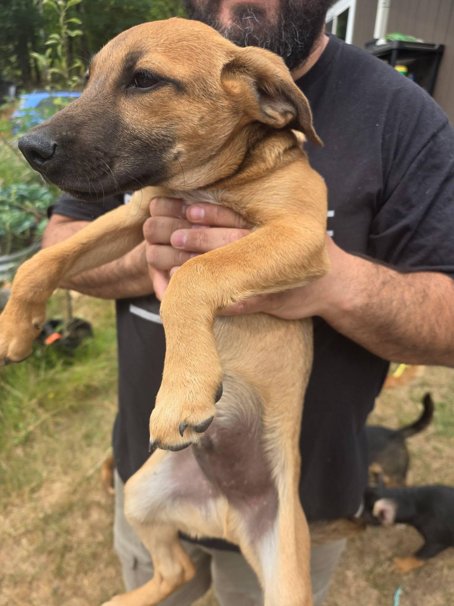 Quartz, a Adoptable mixed breed in Rochester, WA image 2/4