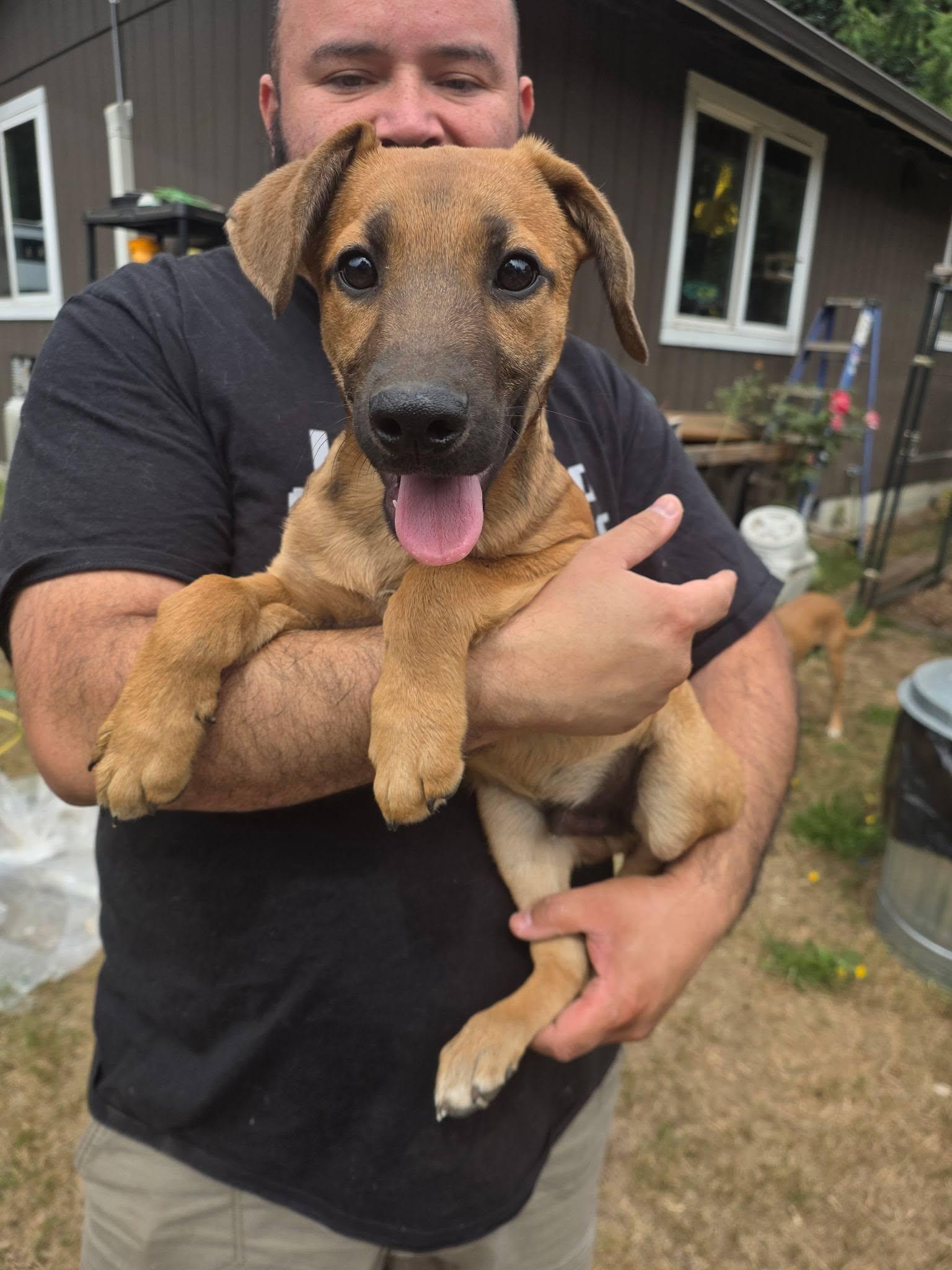 Quartz, Adoptable, Young Male Mixed Breed.