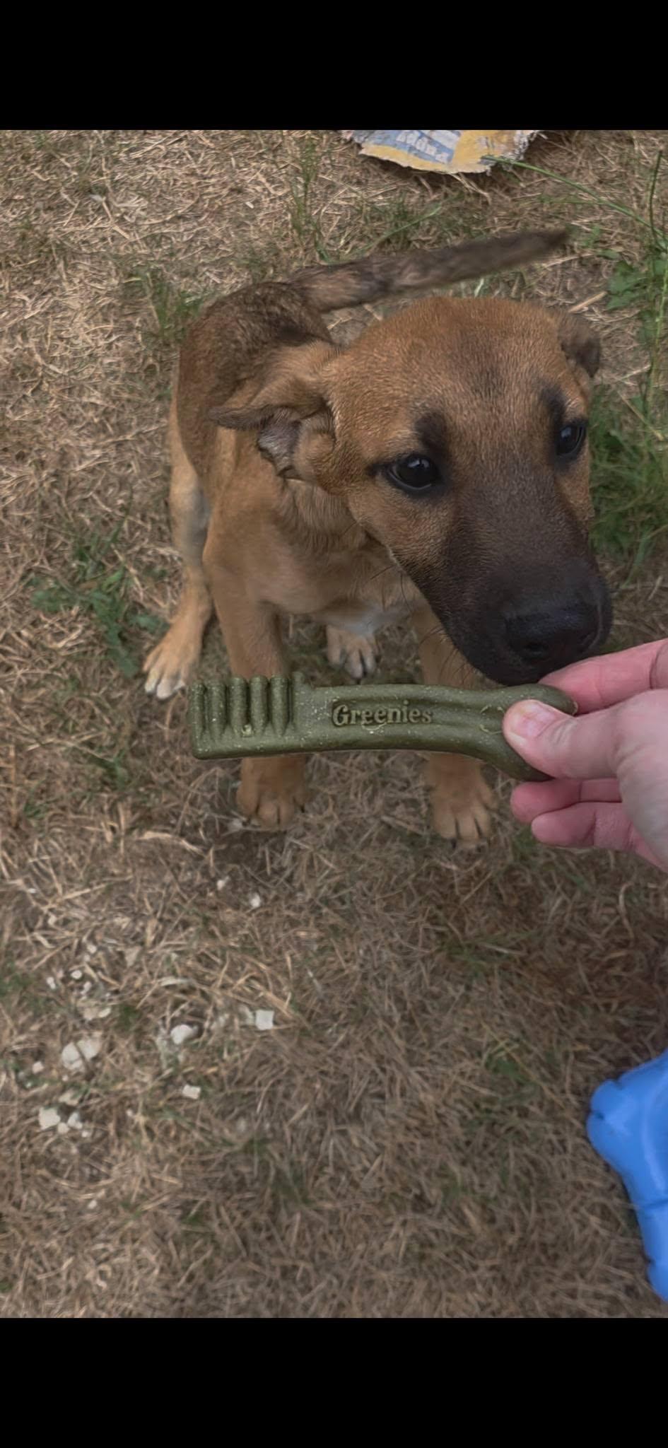 Quartz, a Adoptable mixed breed in Rochester, WA image 3/4