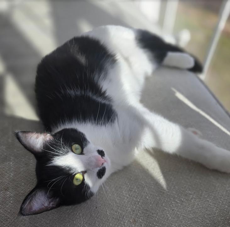 Mallory, Adoptable, Young Female Domestic Short Hair.