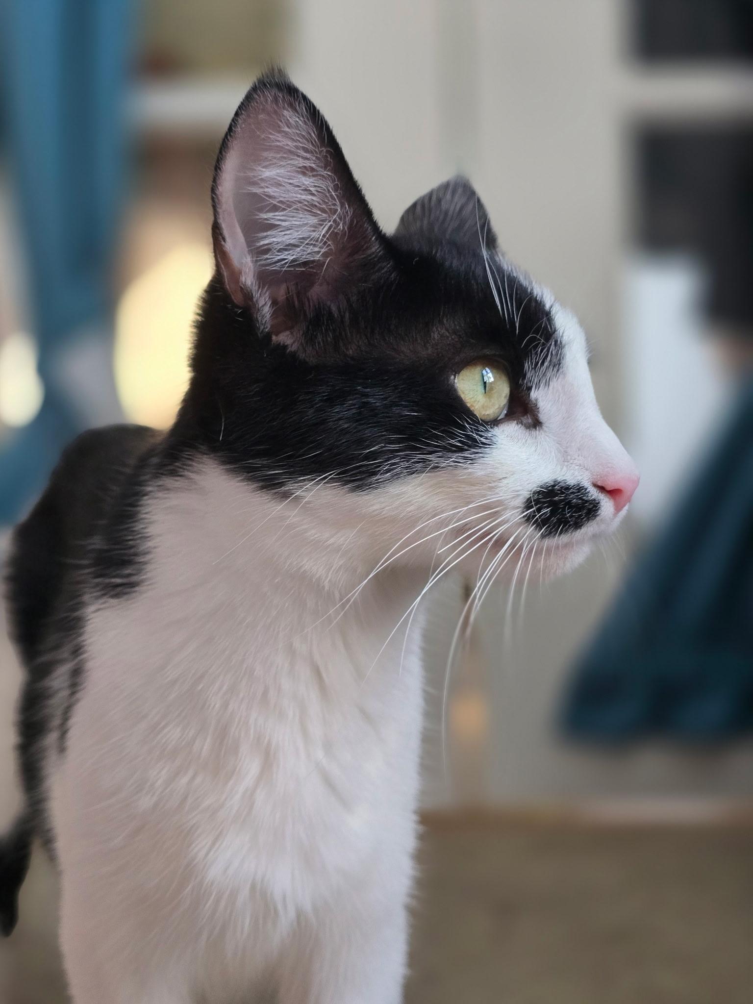 Mallory, a Adoptable Domestic Short Hair in FITCHBURG, MA image 4/6