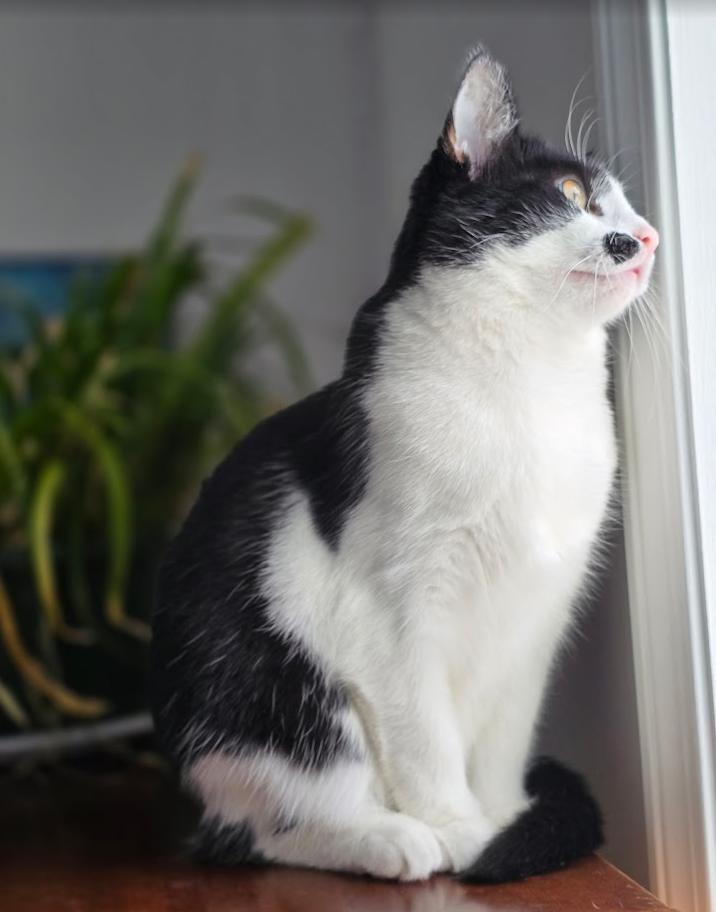 Enlarge Mallory, a Adoptable Domestic Short Hair in FITCHBURG, MA image 4/6