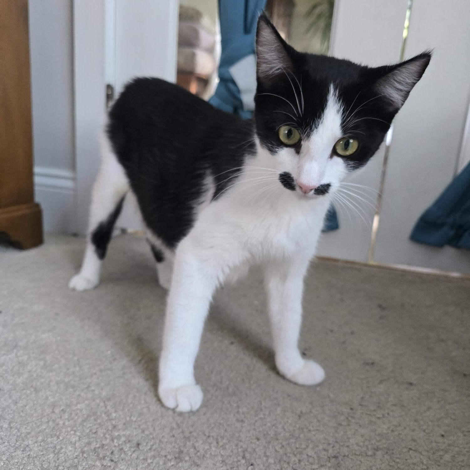 Mallory, a Adoptable Domestic Short Hair in FITCHBURG, MA image 3/6