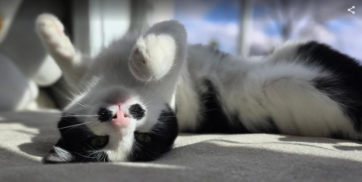 Enlarge Mallory, a Adoptable Domestic Short Hair in FITCHBURG, MA image 5/6