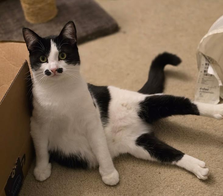 Enlarge Mallory, a Adoptable Domestic Short Hair in FITCHBURG, MA image 6/6