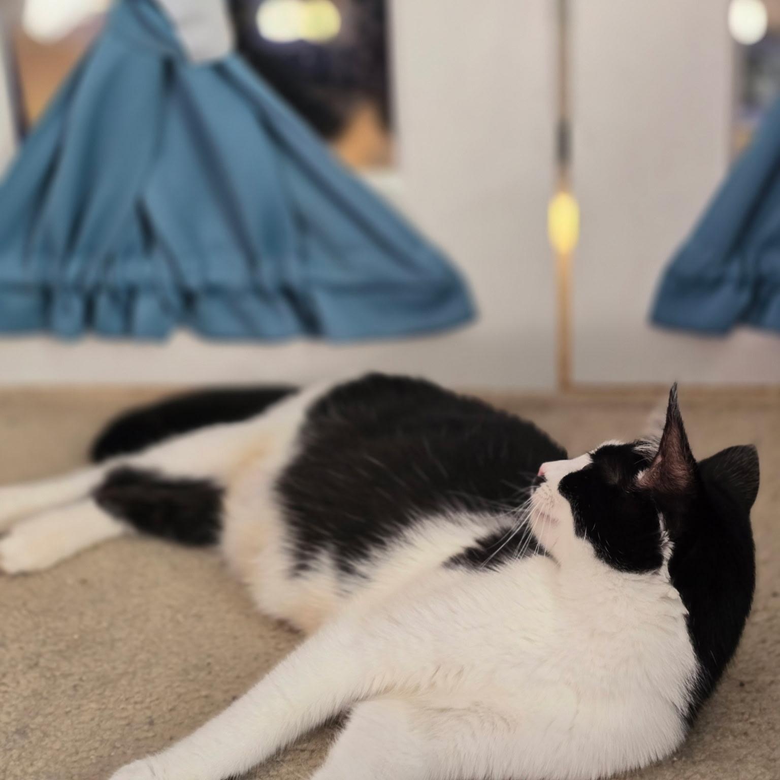 Mallory, a Adoptable Domestic Short Hair in FITCHBURG, MA image 5/6