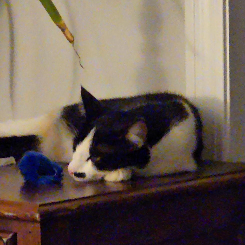 Mallory, a Adoptable Domestic Short Hair in FITCHBURG, MA image 6/6