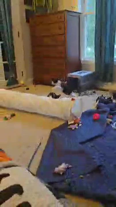 Enlarge Mallory, a Adoptable Domestic Short Hair in FITCHBURG, MA video 2/6