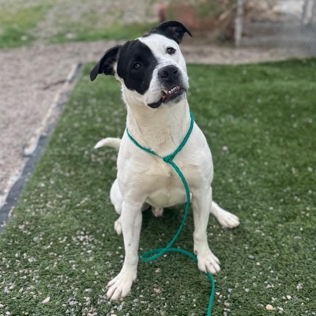Enlarge Skeeter, a Adoptable mixed breed in Bullhead City, AZ image 2/4
