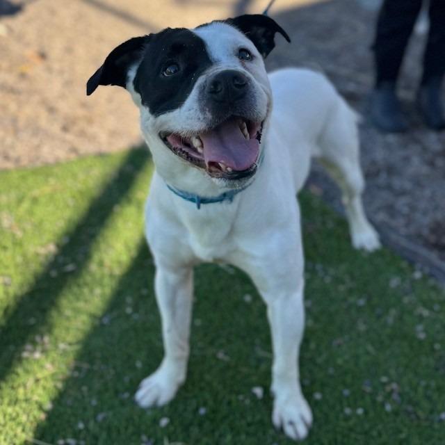 Enlarge Skeeter, a Adoptable mixed breed in Bullhead City, AZ image 3/4