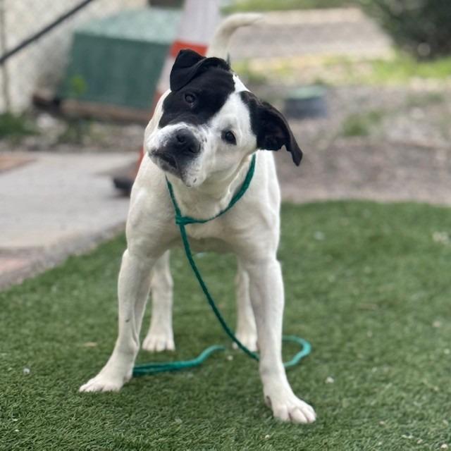 Enlarge Skeeter, a Adoptable mixed breed in Bullhead City, AZ image 4/4