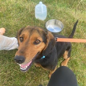 Enlarge Copper, an adopted mixed breed in Albany, NY image 5/6