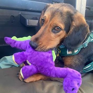 Enlarge Copper, an adopted mixed breed in Albany, NY image 2/6
