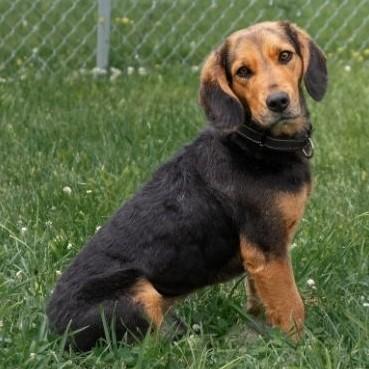 Enlarge Copper, an adopted mixed breed in Albany, NY image 6/6