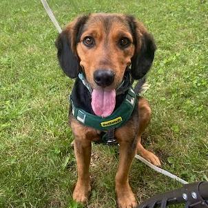 Enlarge Copper, an adopted mixed breed in Albany, NY image 1/6
