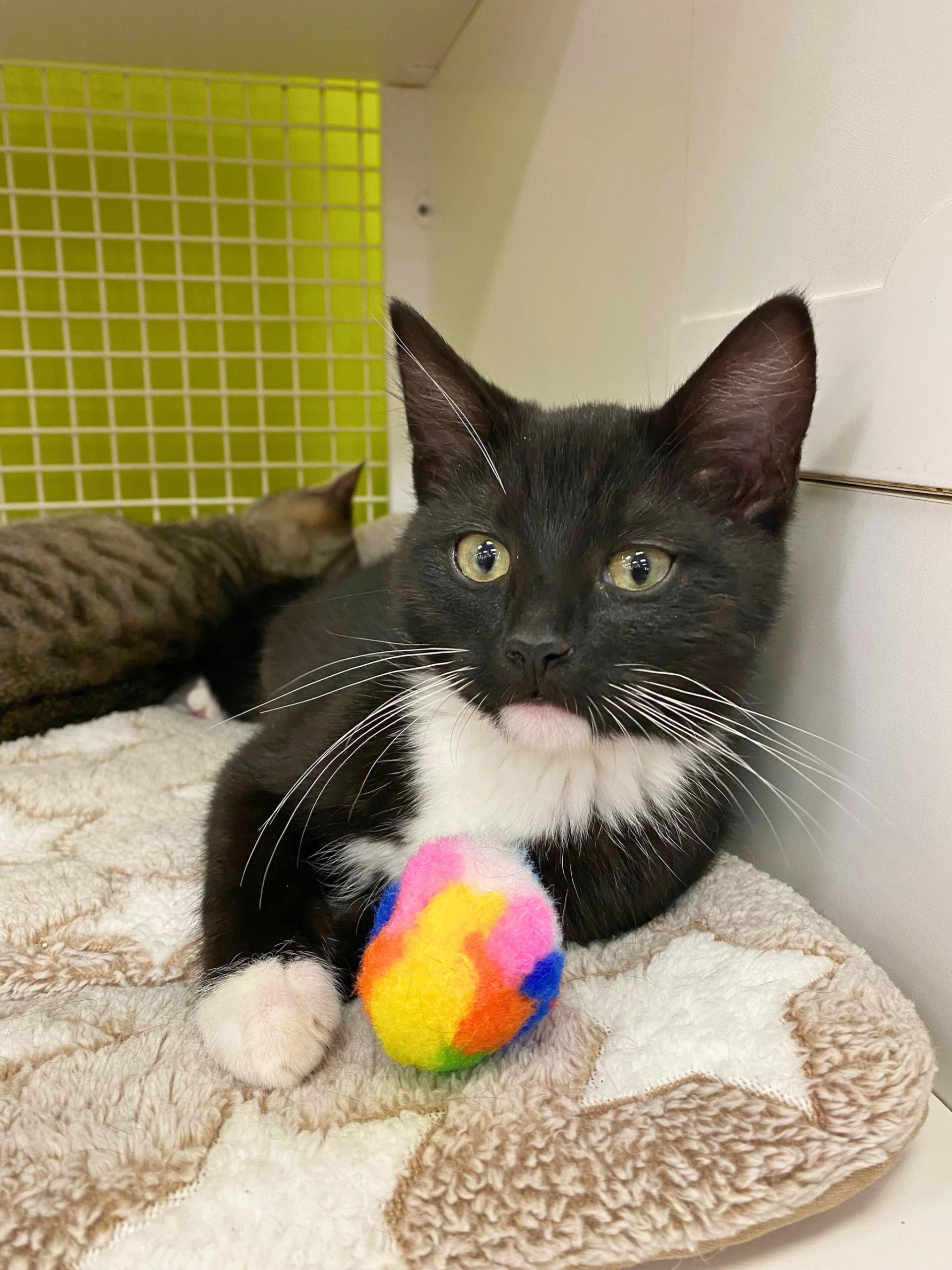 Bugg, Adopted, Kitten Male Domestic Short Hair.