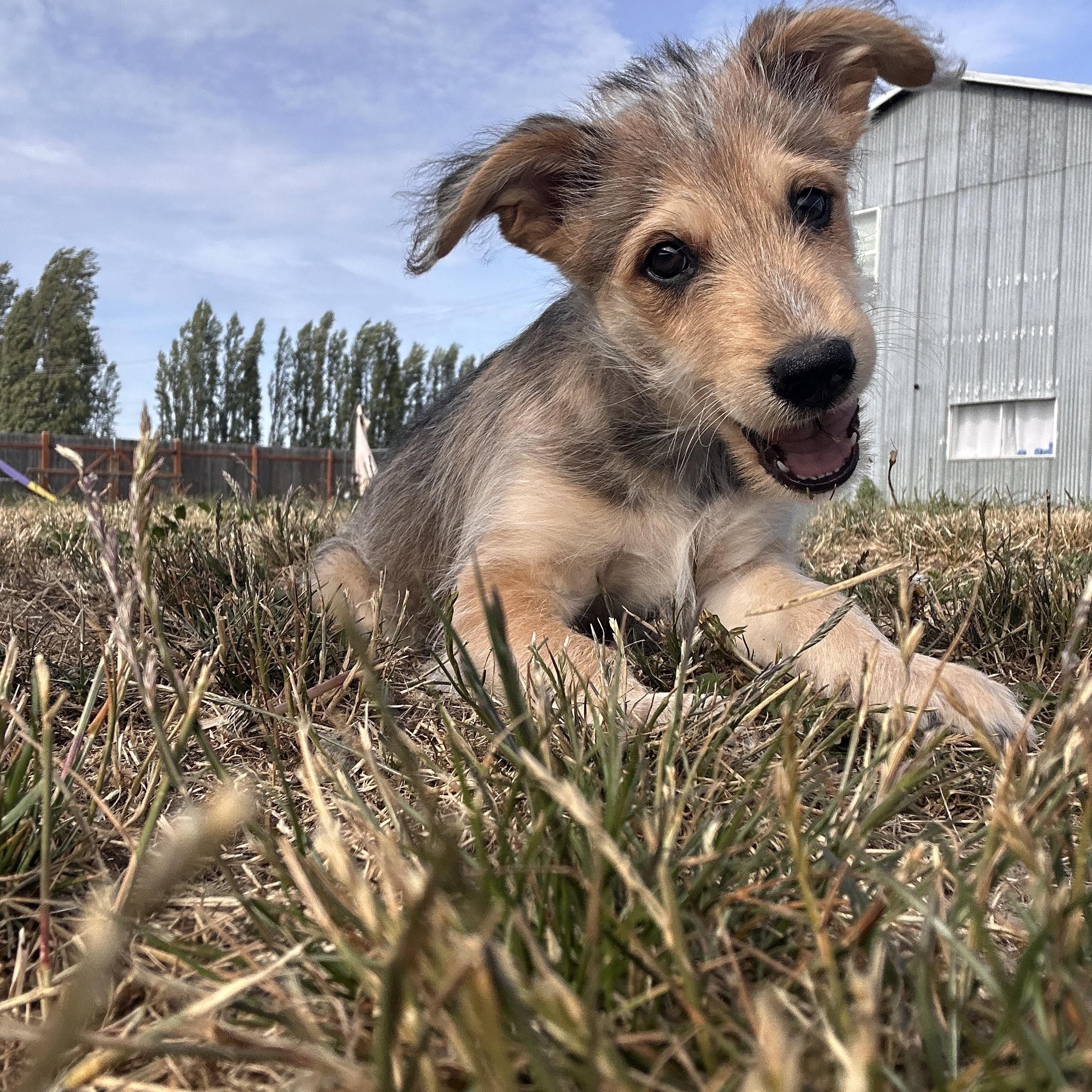 Moose, Baby Male Goldendoodle