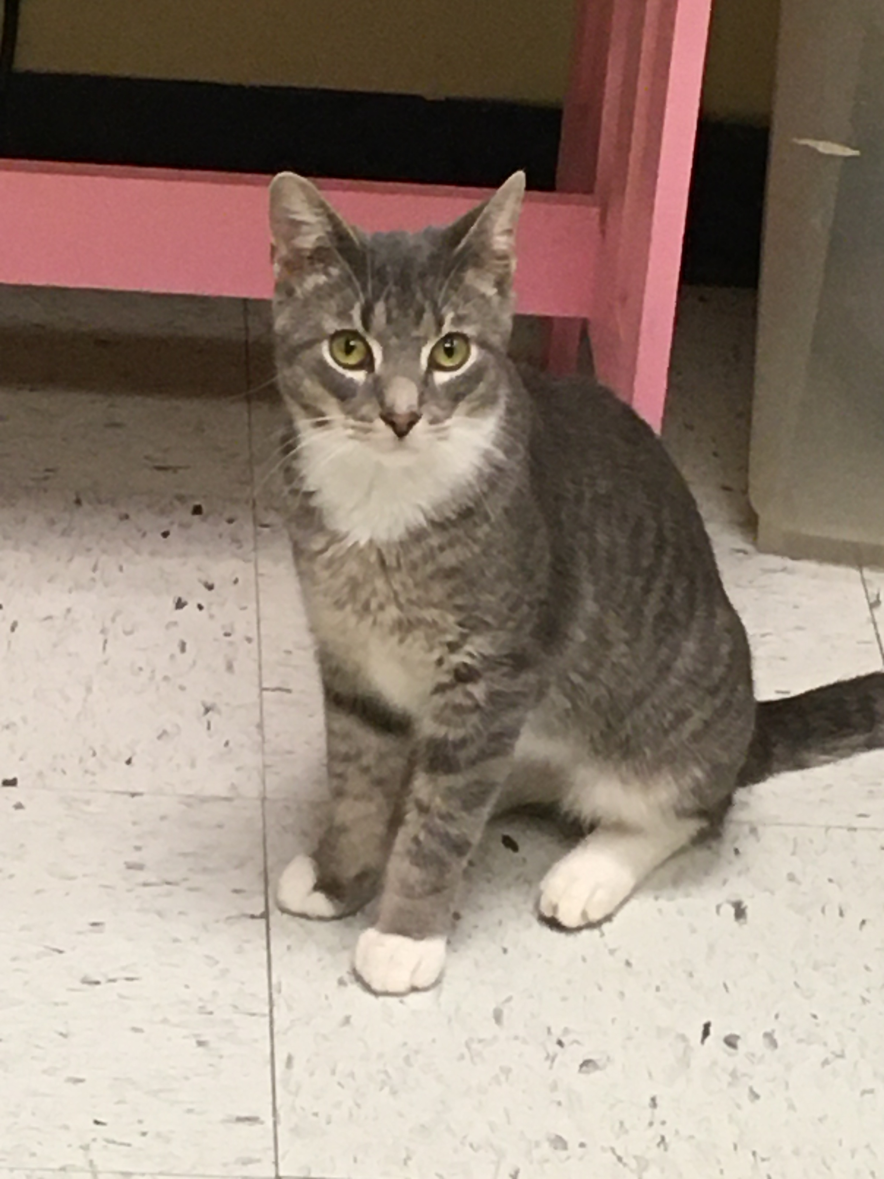 Josie, a Adoptable Domestic Short Hair in Huntley, IL image 1/4