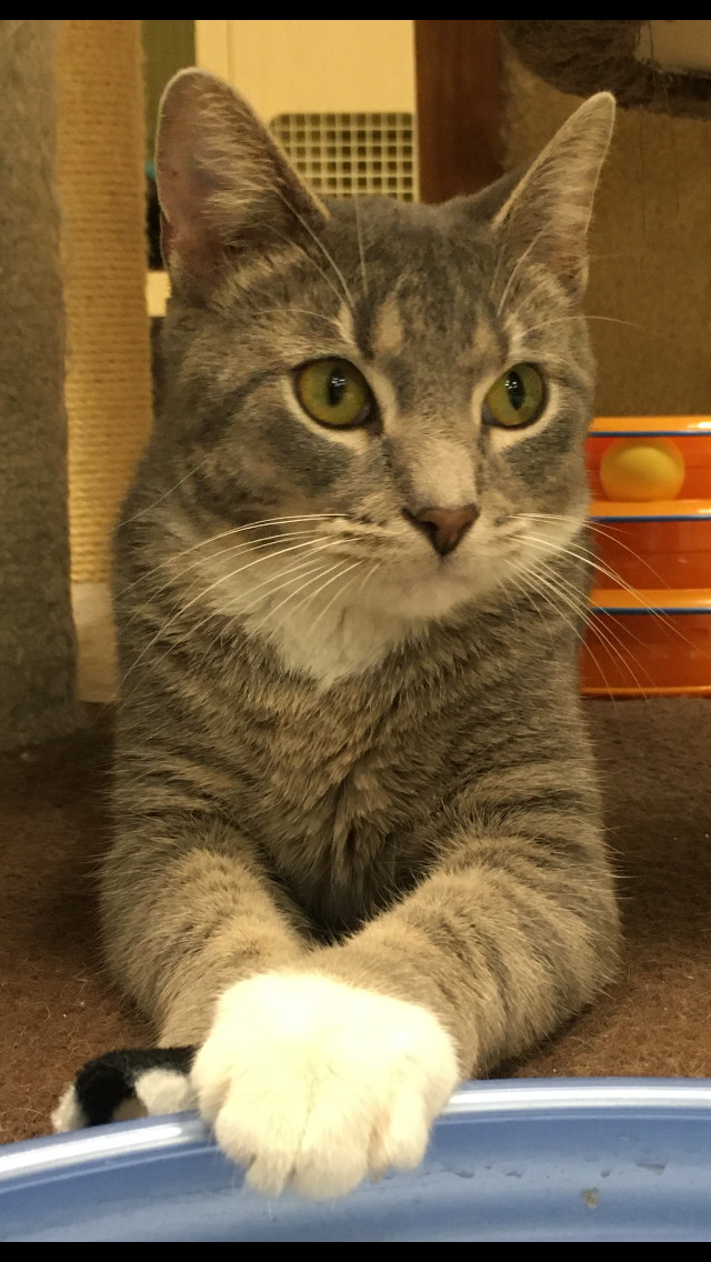 Josie, a Adoptable Domestic Short Hair in Huntley, IL image 2/4