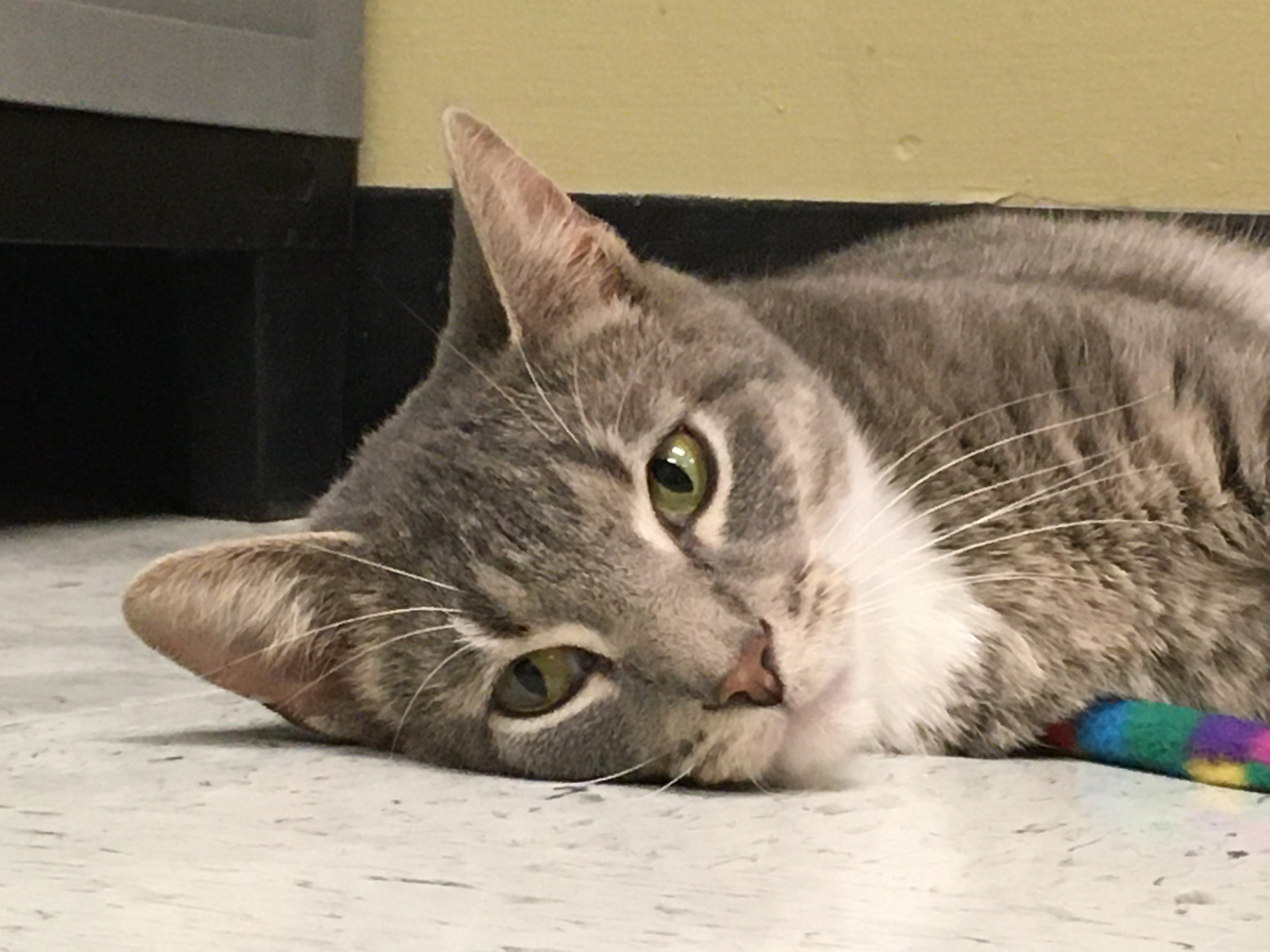 Josie, a Adoptable Domestic Short Hair in Huntley, IL image 3/4