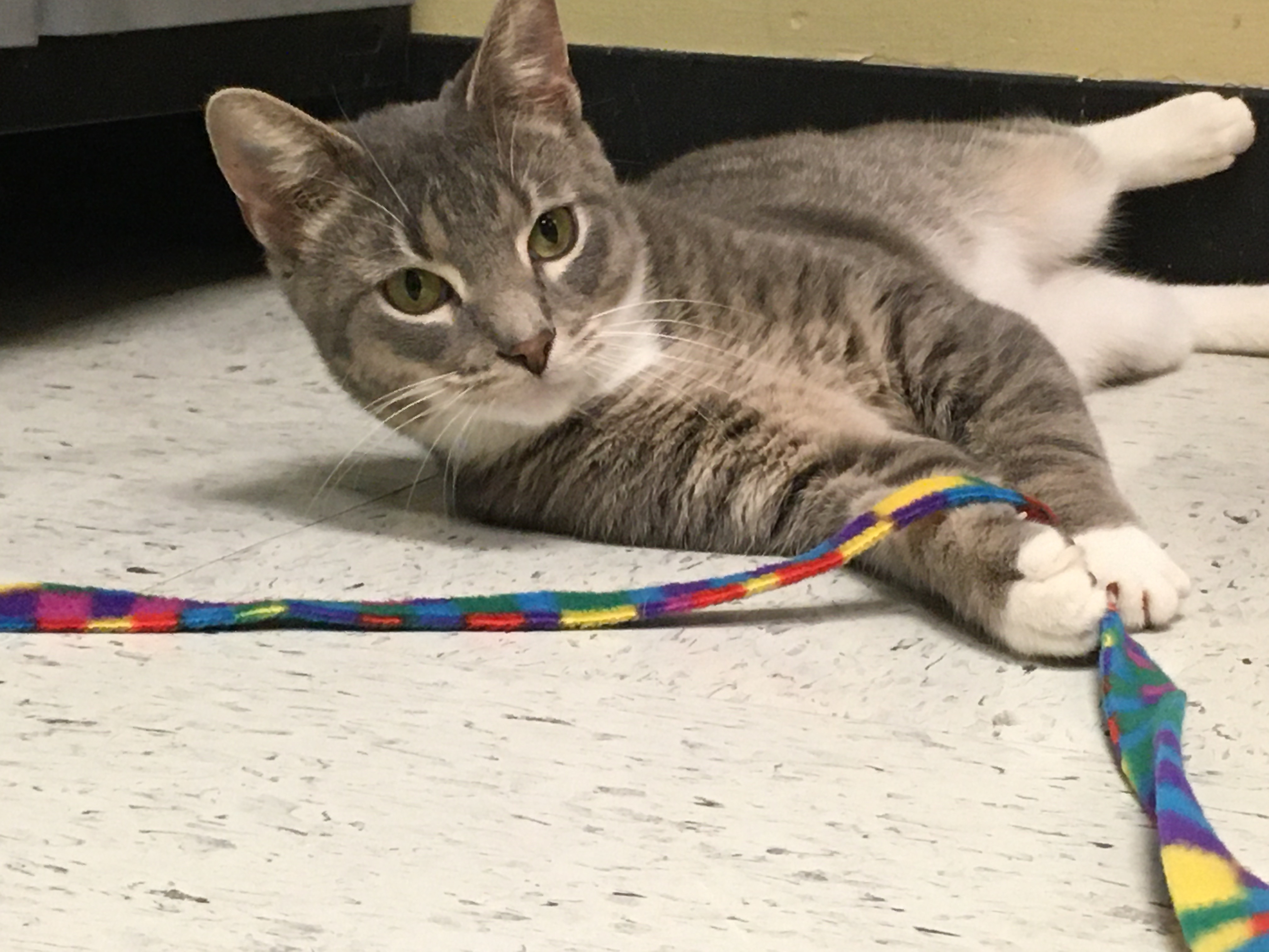 Josie, a Adoptable Domestic Short Hair in Huntley, IL image 4/4