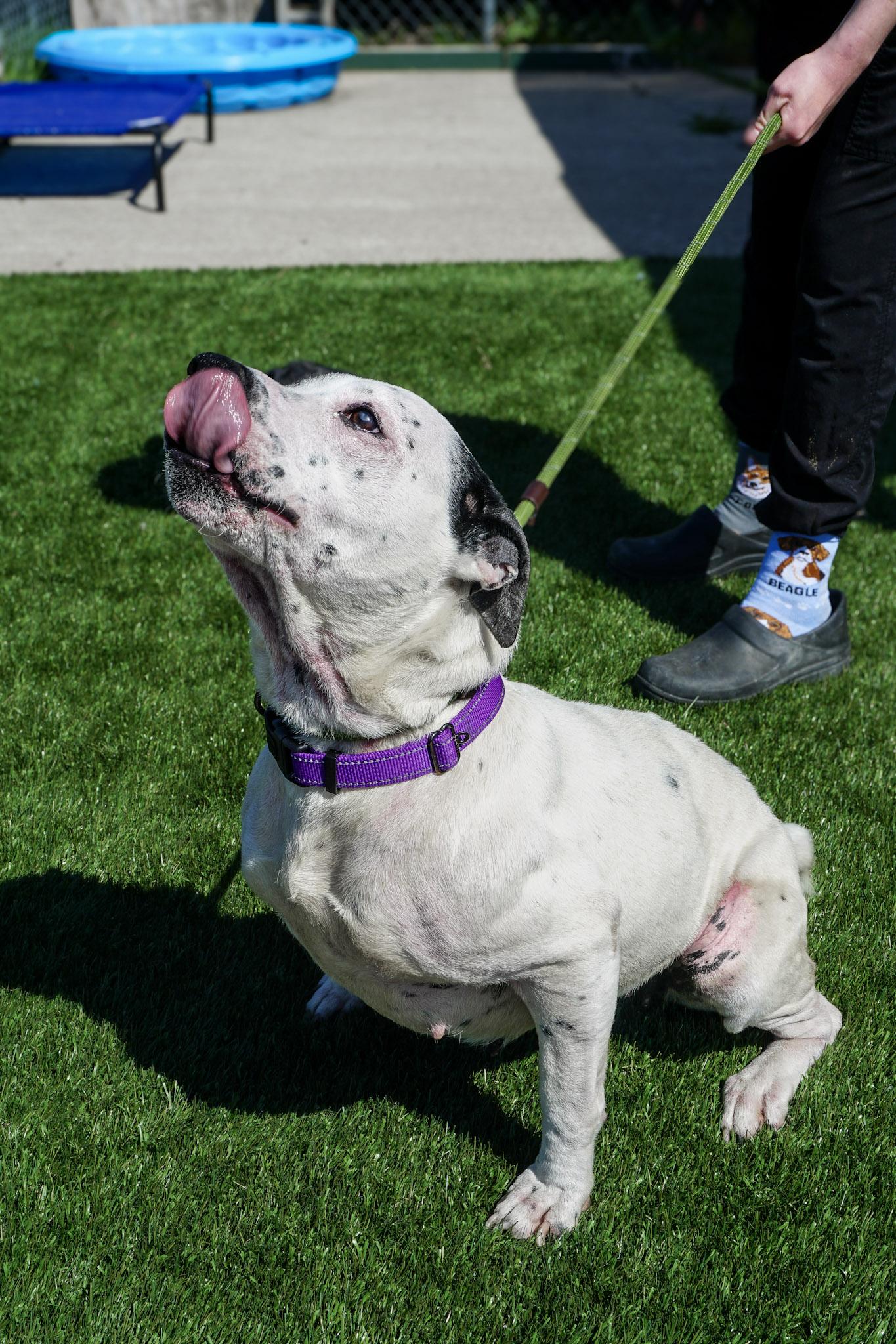 Bootsy, Adoptable, Adult Female Mixed Breed.