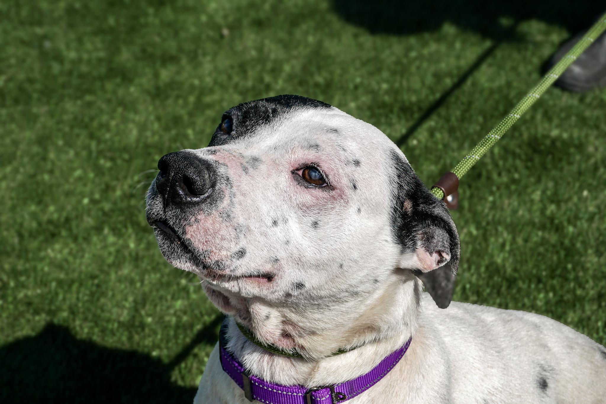 Enlarge Bootsy, a Adoptable Mixed Breed in Elmira, NY image 2/2