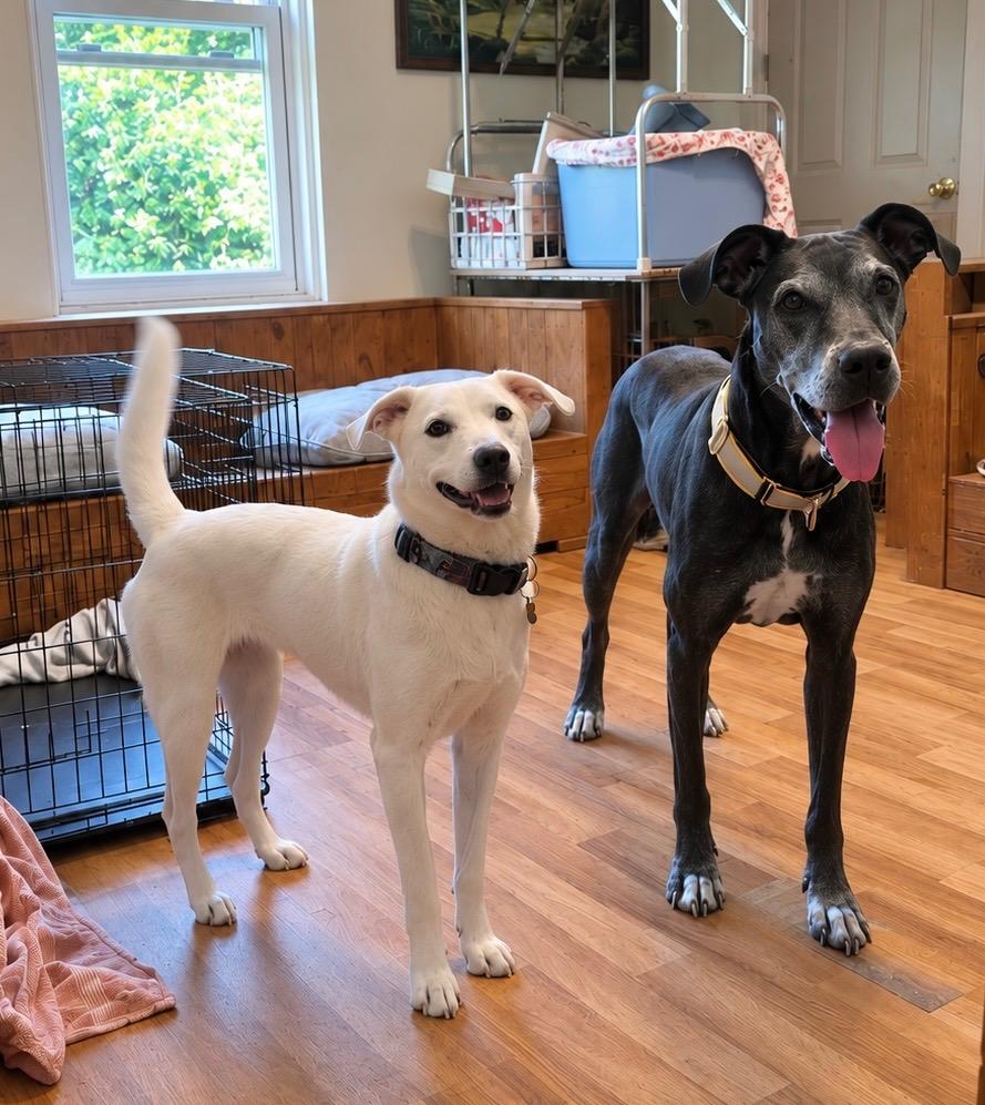 Blue- LOCAL CT, Adoptable, Adult Female Great Dane.