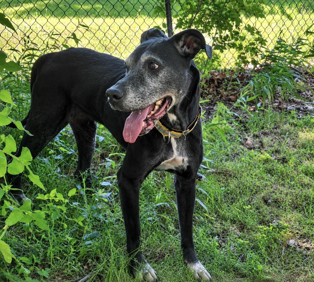 Enlarge Blue- LOCAL CT, a Adoptable mixed breed in Princeton, MA image 2/6