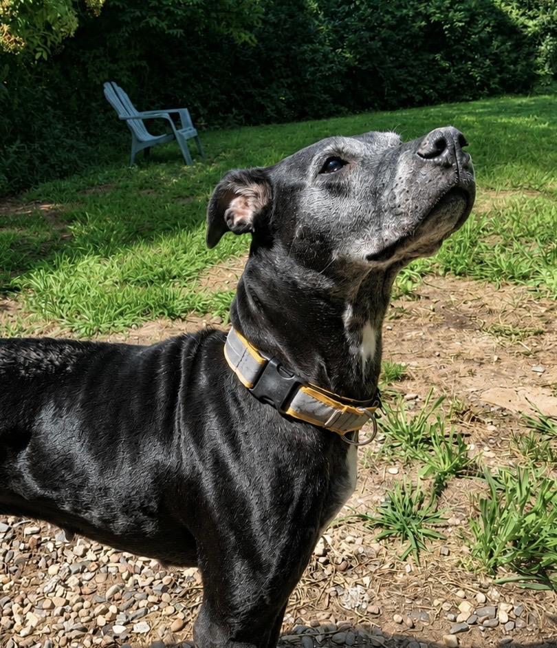 Enlarge Blue- LOCAL CT, a Adoptable mixed breed in Princeton, MA image 3/6