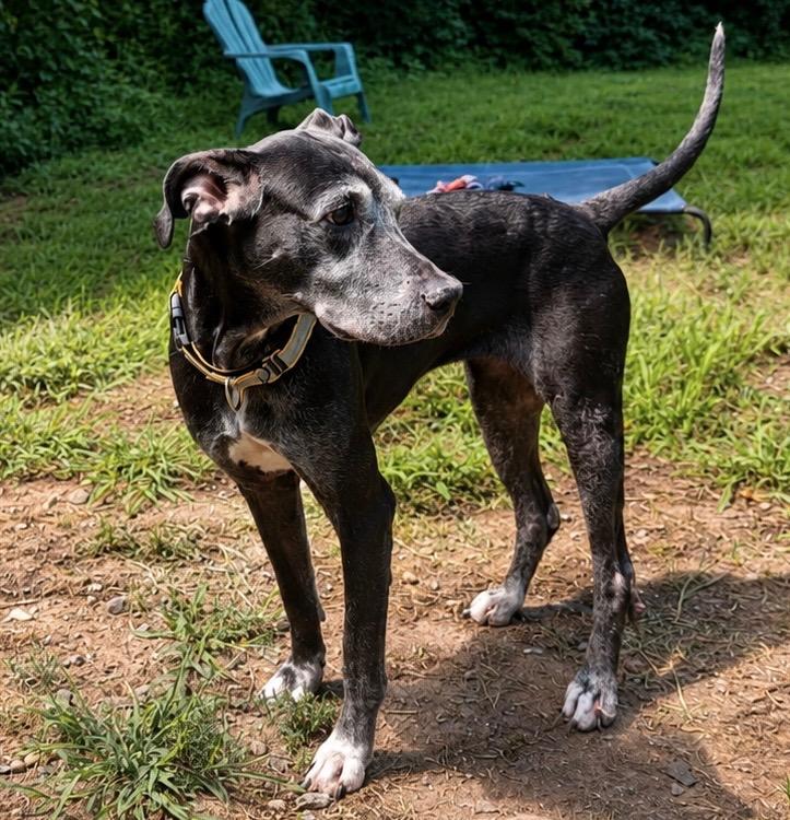 Enlarge Blue- LOCAL CT, a Adoptable mixed breed in Princeton, MA image 4/6