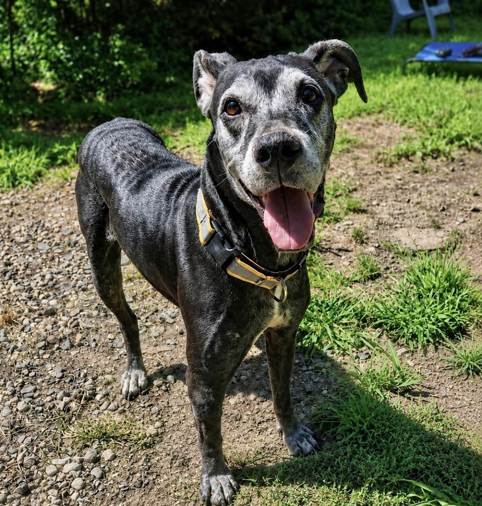 Enlarge Blue- LOCAL CT, a Adoptable mixed breed in Princeton, MA image 5/6