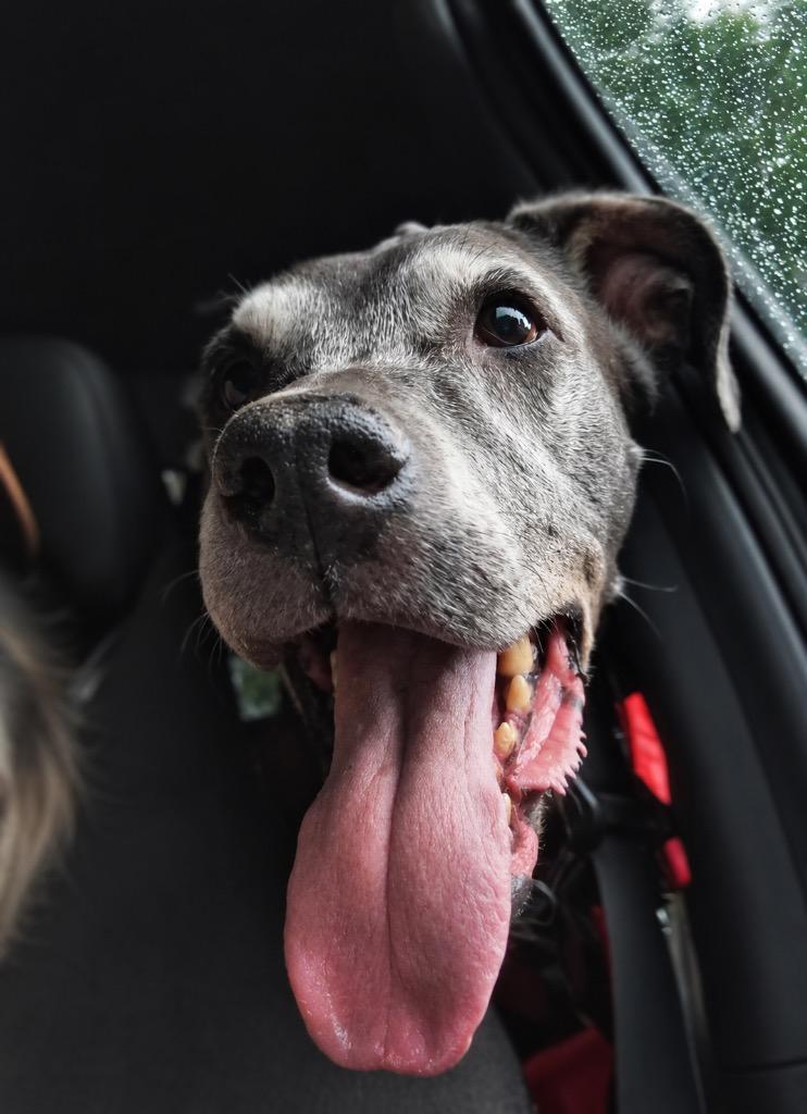 Enlarge Blue- LOCAL CT, a Adoptable mixed breed in Princeton, MA image 6/6