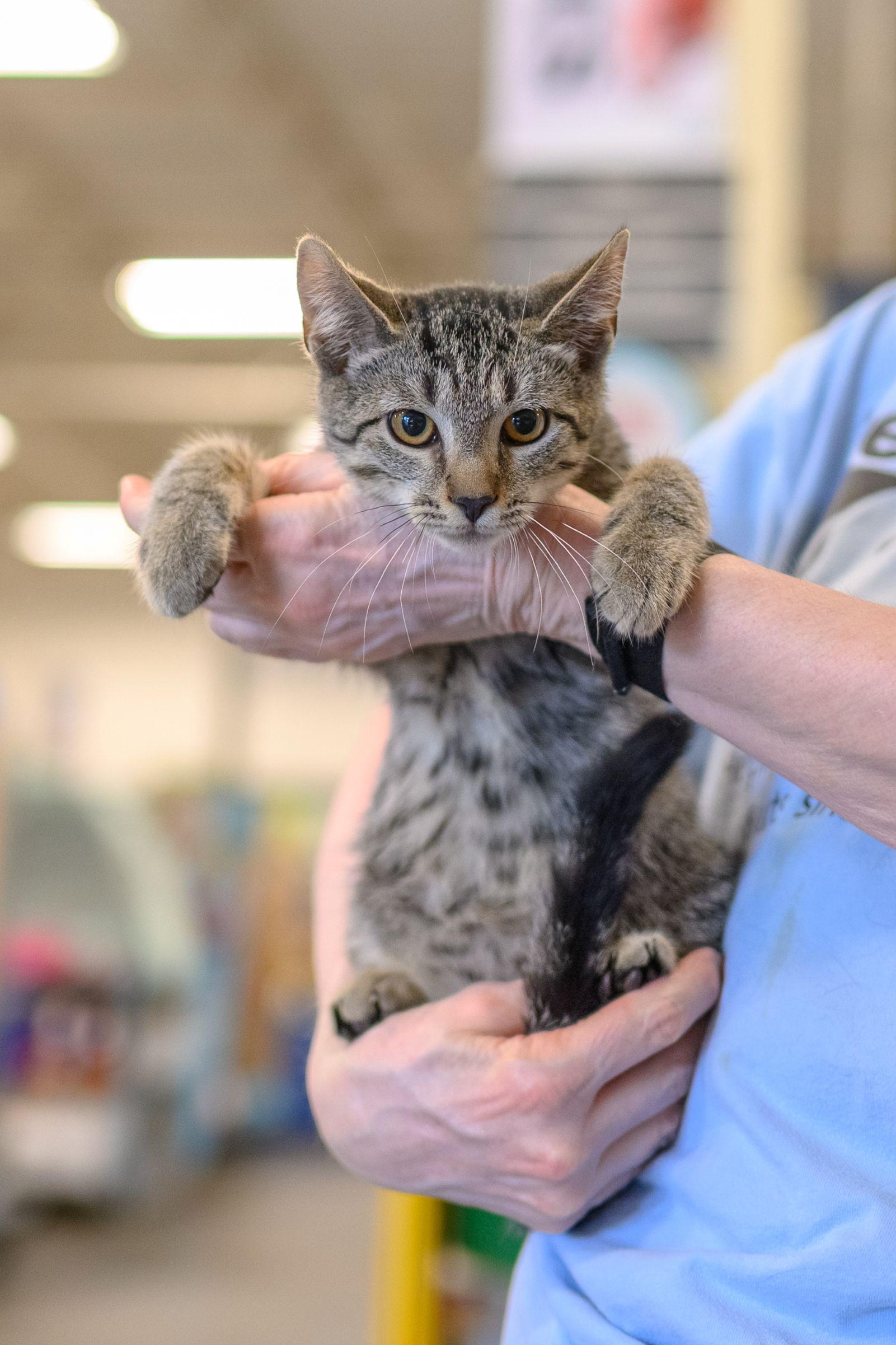Enlarge CANDY KITTENS, a ADOPTABLE Tabby in Hamilton, NJ image 1/3
