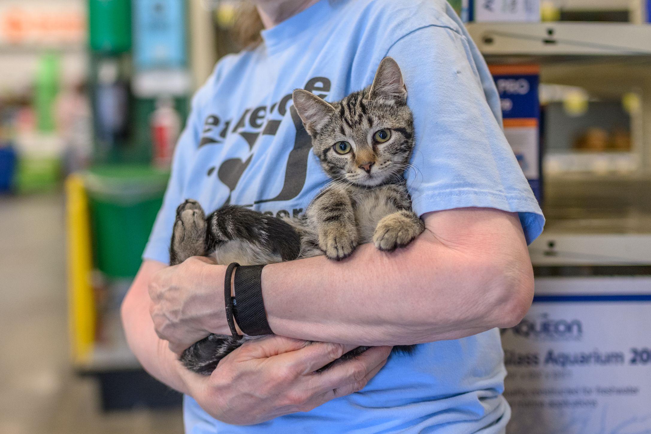 Enlarge CANDY KITTENS, a ADOPTABLE Tabby in Hamilton, NJ image 2/3