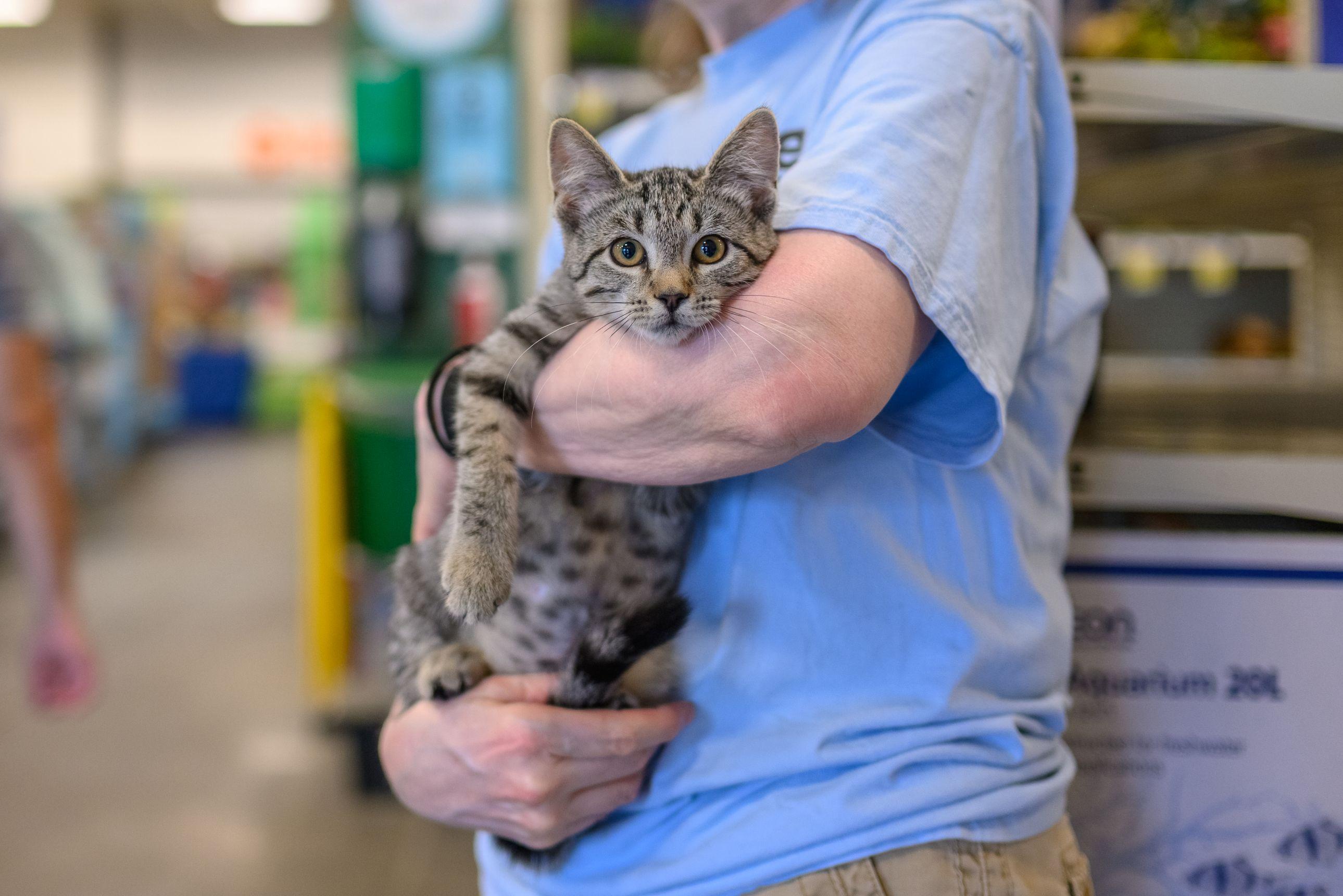 Enlarge CANDY KITTENS, a ADOPTABLE Tabby in Hamilton, NJ image 3/3