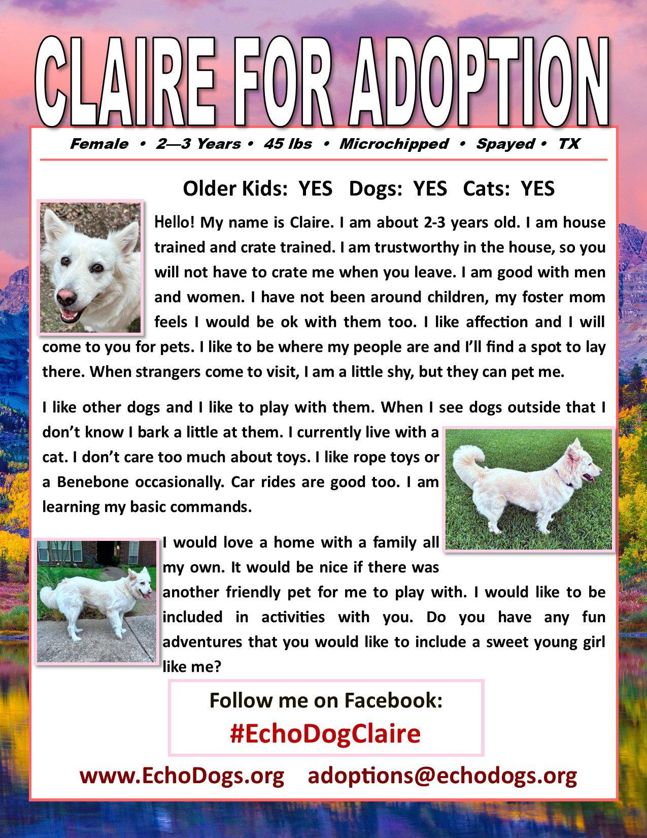 Claire, Adoptable, Adult Female White German Shepherd.