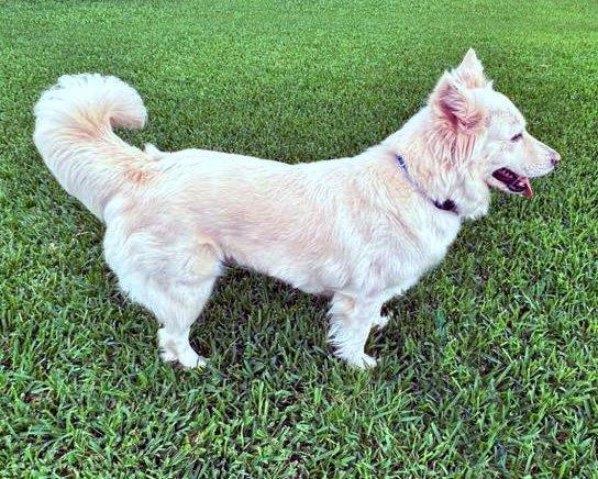 Claire, a Adoptable White German Shepherd in Londonderry, NH image 2/3