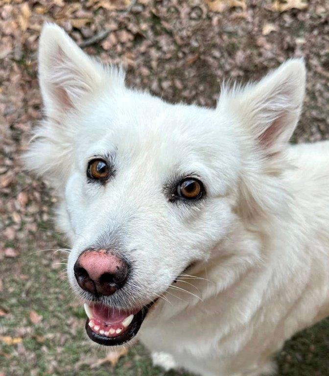 Claire, a Adoptable White German Shepherd in Londonderry, NH image 3/3