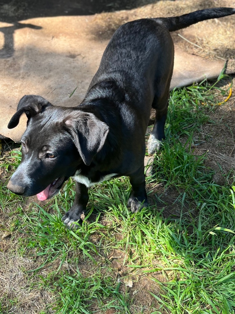 Hunk, a Adoptable mixed breed in Rock Hill, SC image 1/20