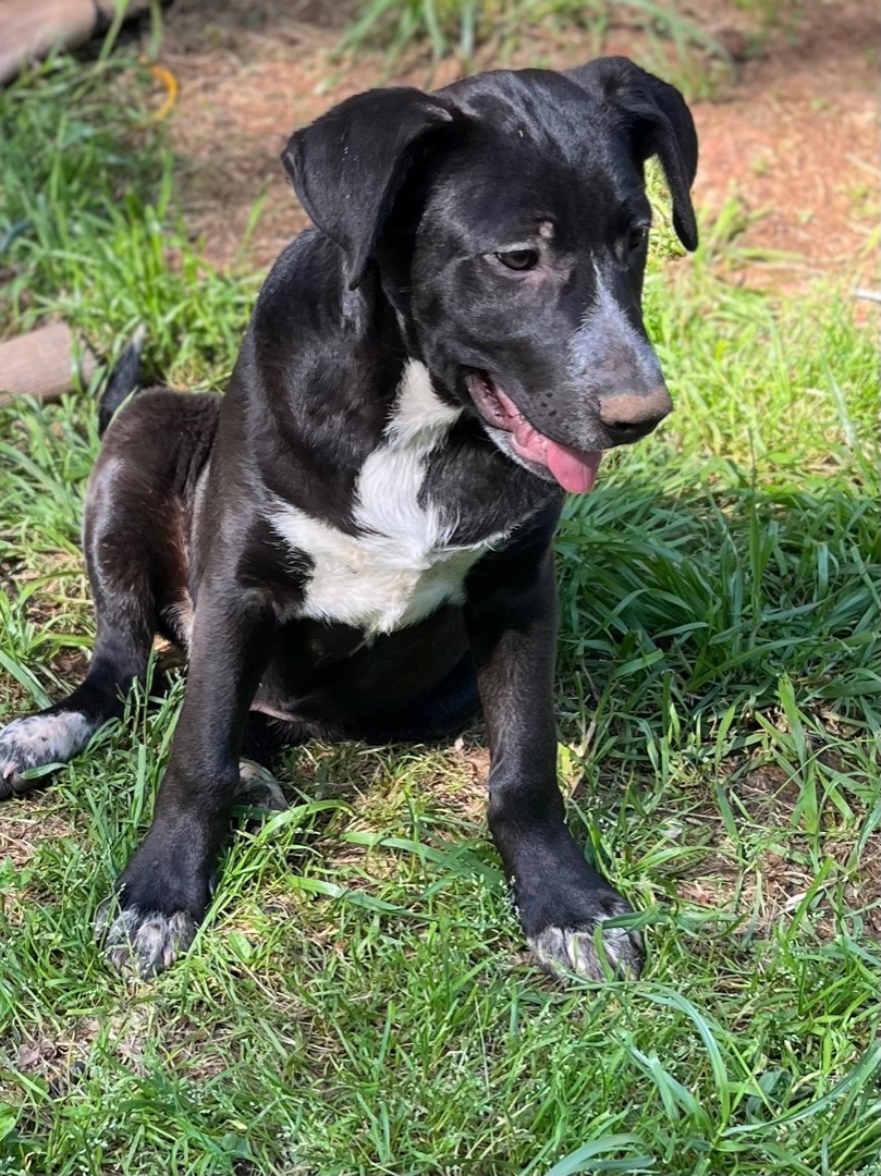 Hunk, a Adoptable mixed breed in Rock Hill, SC image 2/20