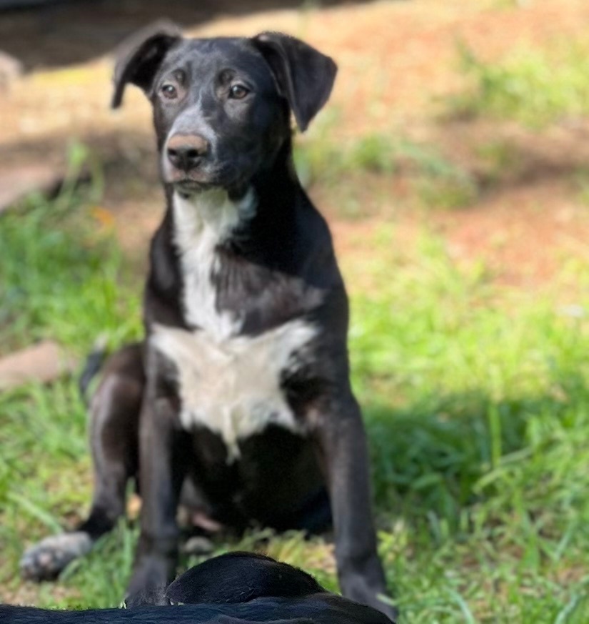Hunk, a Adoptable mixed breed in Rock Hill, SC image 3/20